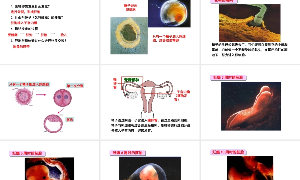 八年级生物下册 第6单元 第1章 第2节 动物的生殖和发育 人的生殖和胚胎发育课件 （新版）冀教版-（新版）冀教版初中八年级下册生物课件