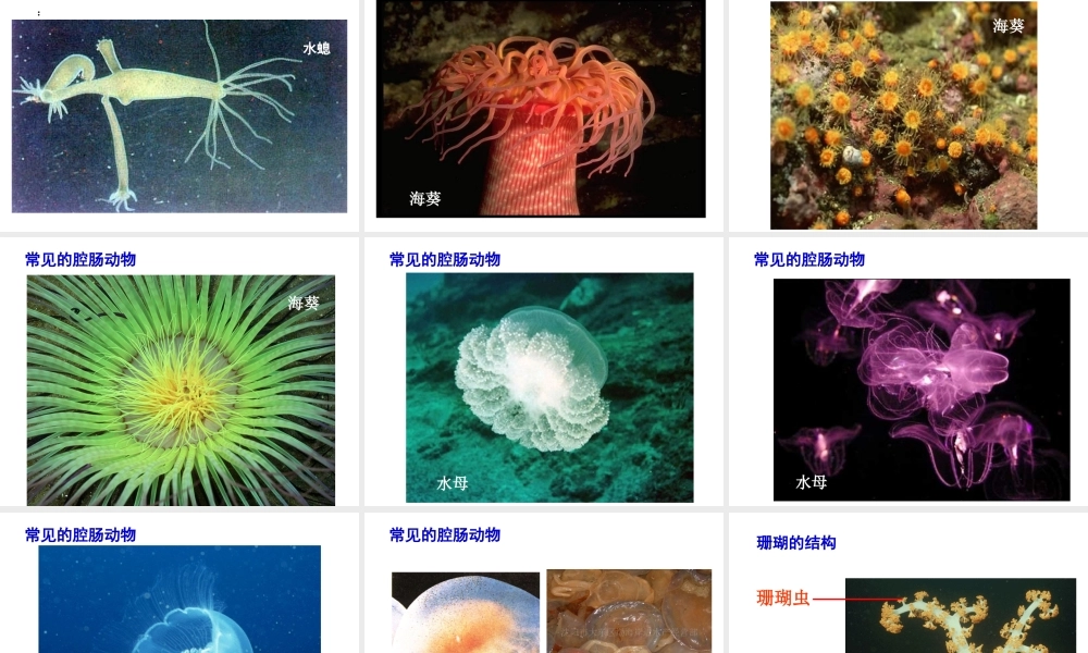 八年级生物下册 第22章 第4节 动物的主要类群课件2 北师大版