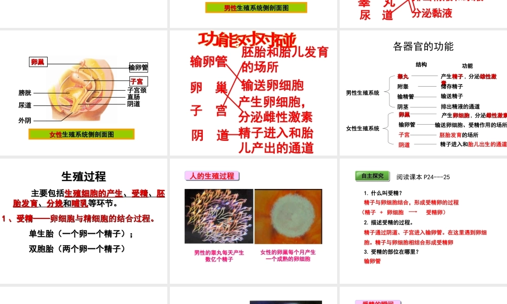 八年级生物下册 第6单元 第1章 第2节 动物的生殖和发育 人的生殖和胚胎发育课件 （新版）冀教版-（新版）冀教级下册生物课件