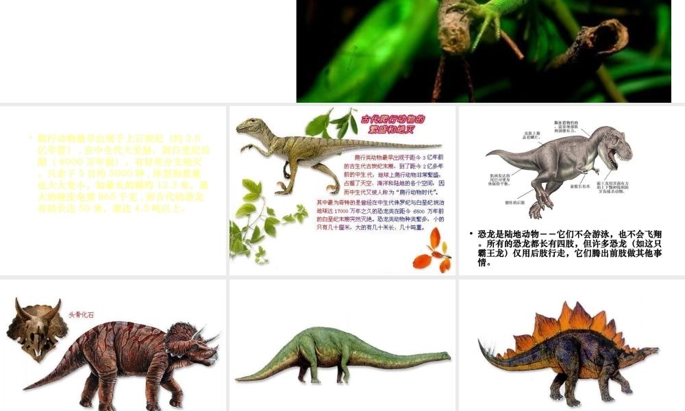 八年级生物下册 第22章 第4节 动物的主要类群课件3 北师大版