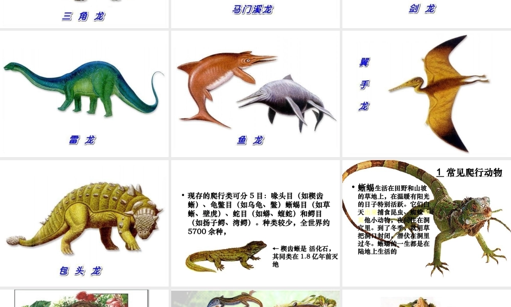 八年级生物下册 第22章 第4节 动物的主要类群课件3 北师大版