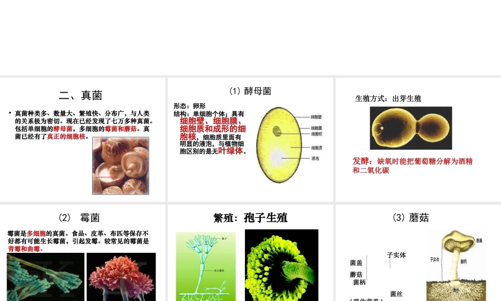 八年级生物下册 第22章 第4节 细菌、真菌和病毒课件 北师大版-北师大版初中八年级下册生物课件