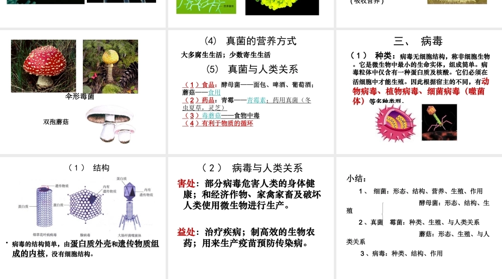 八年级生物下册 第22章 第4节 细菌、真菌和病毒课件 北师大版-北师大版初中八年级下册生物课件