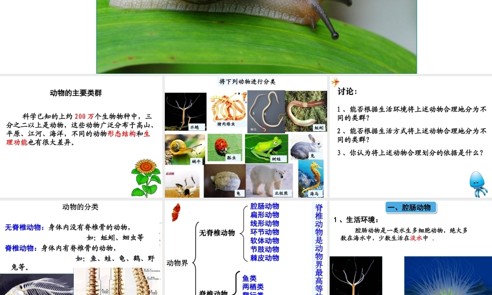 八年级生物下册 第22章 第4节动物的主要类群课件 （新版）北师大版-（新版）北师大版初中八年级下册生物课件