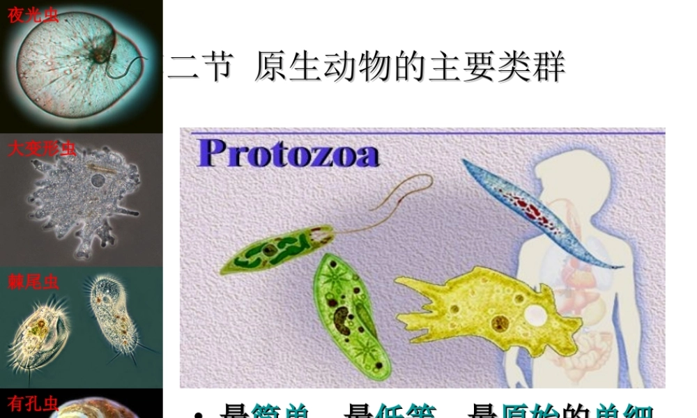 八年级生物下册 第22章 第二节 原生生物的主要类群课件1 （新版）北师大版
