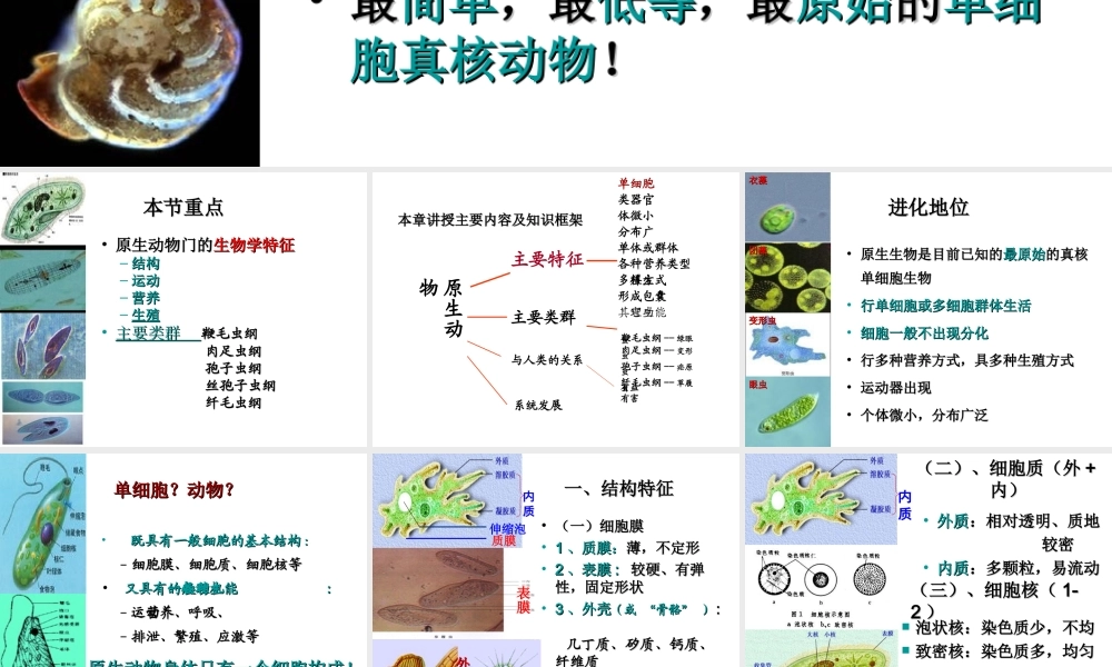 八年级生物下册 第22章 第二节 原生生物的主要类群课件1 （新版）北师大版