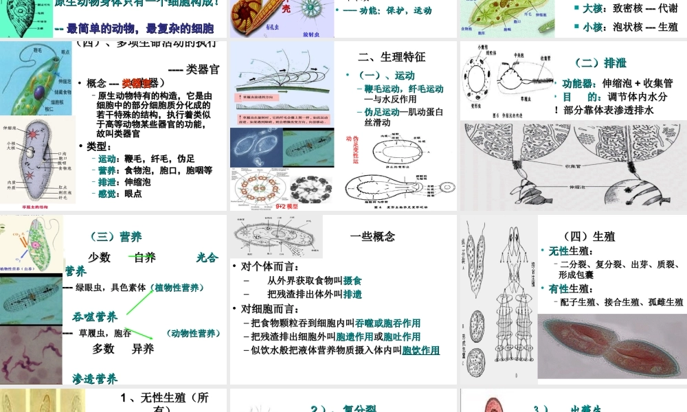 八年级生物下册 第22章 第二节 原生生物的主要类群课件1 （新版）北师大版