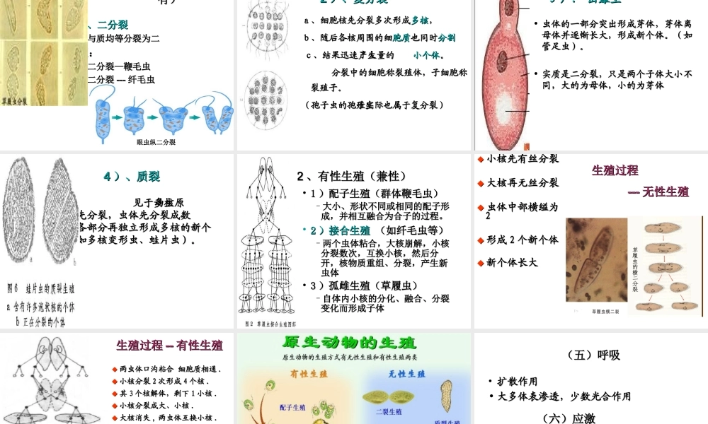 八年级生物下册 第22章 第二节 原生生物的主要类群课件1 （新版）北师大版