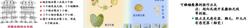 八年级生物下册 第22章 第二节 原生生物的主要类群课件1 （新版）北师大版