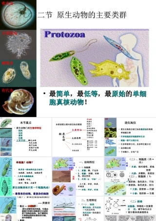 八年级生物下册 第22章 第二节 原生生物的主要类群课件1 （新版）北师大版
