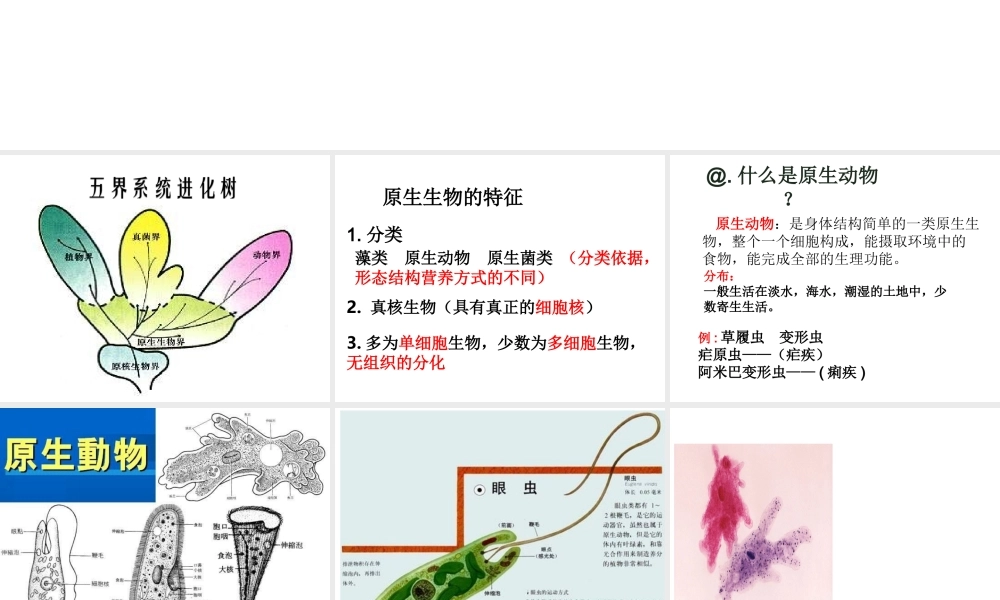 八年级生物下册 第22章 第二节 原生生物的主要类群课件 北师大版