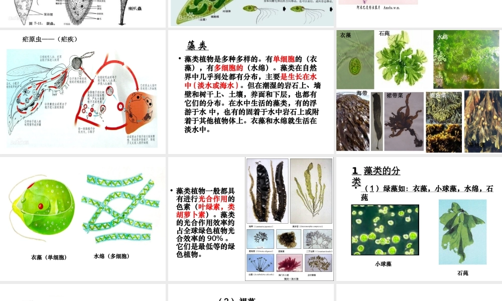 八年级生物下册 第22章 第二节 原生生物的主要类群课件 北师大版