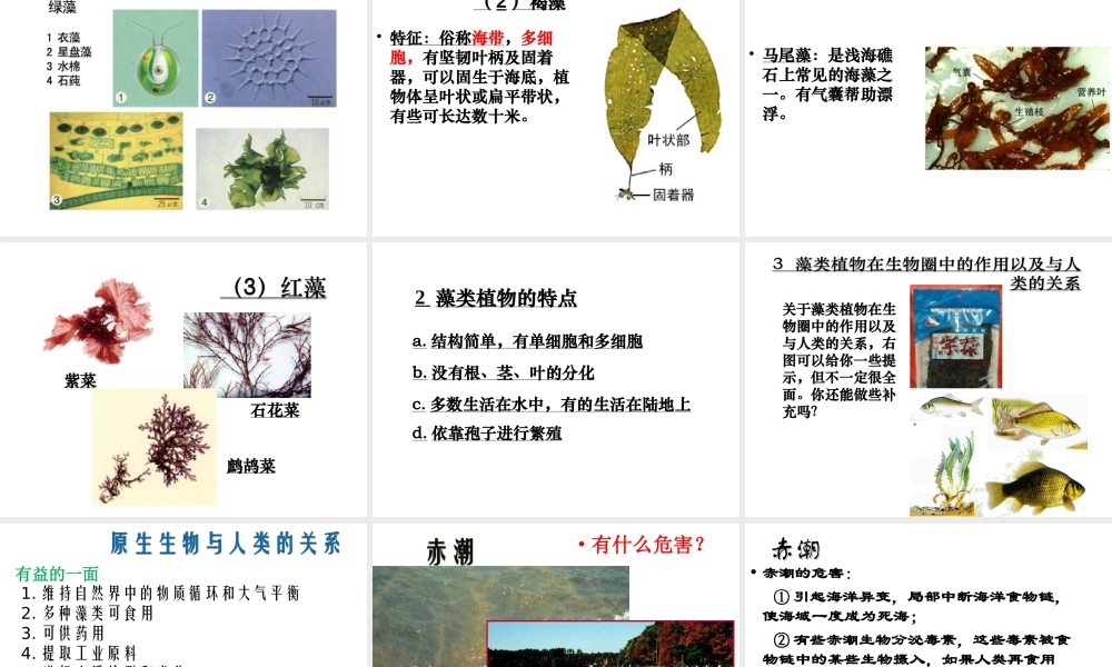 八年级生物下册 第22章 第二节 原生生物的主要类群课件 北师大版