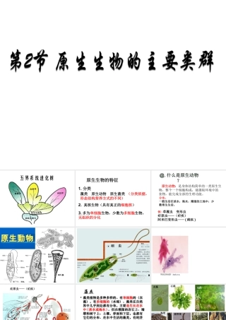 八年级生物下册 第22章 第二节 原生生物的主要类群课件 北师大版