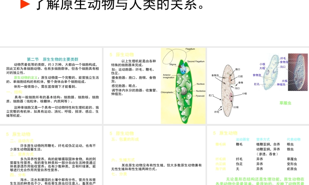 八年级生物下册 第22章 第二节 原生生物的主要类群课件2 （新版）北师大版