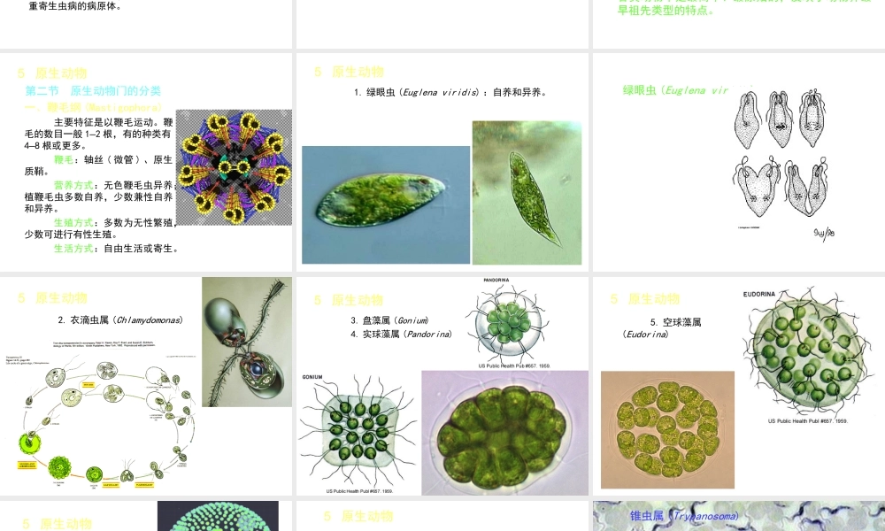 八年级生物下册 第22章 第二节 原生生物的主要类群课件2 （新版）北师大版