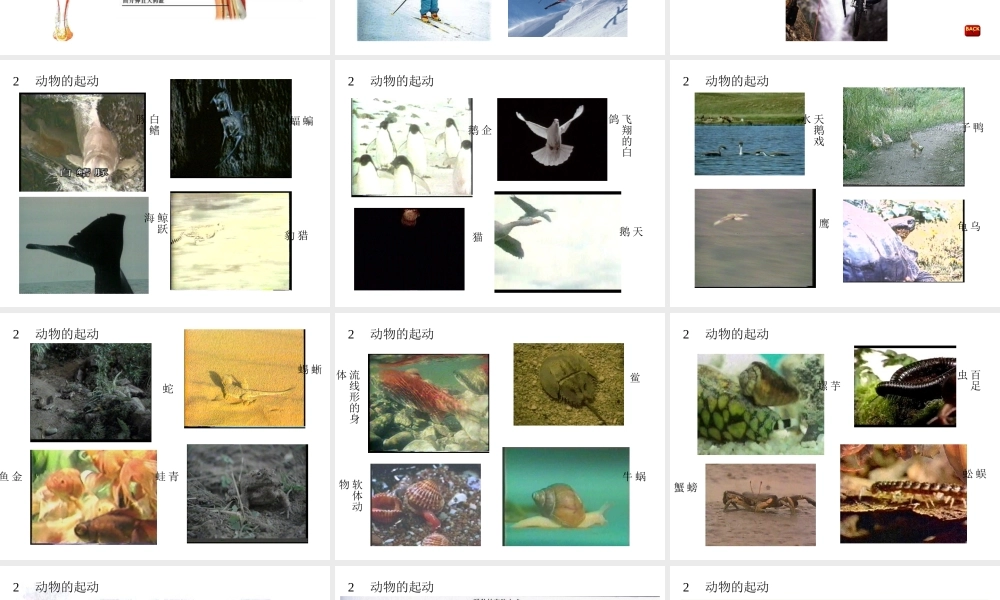 八年级科学上册 2.2人和动物的运动状态改变课件2 华师大版