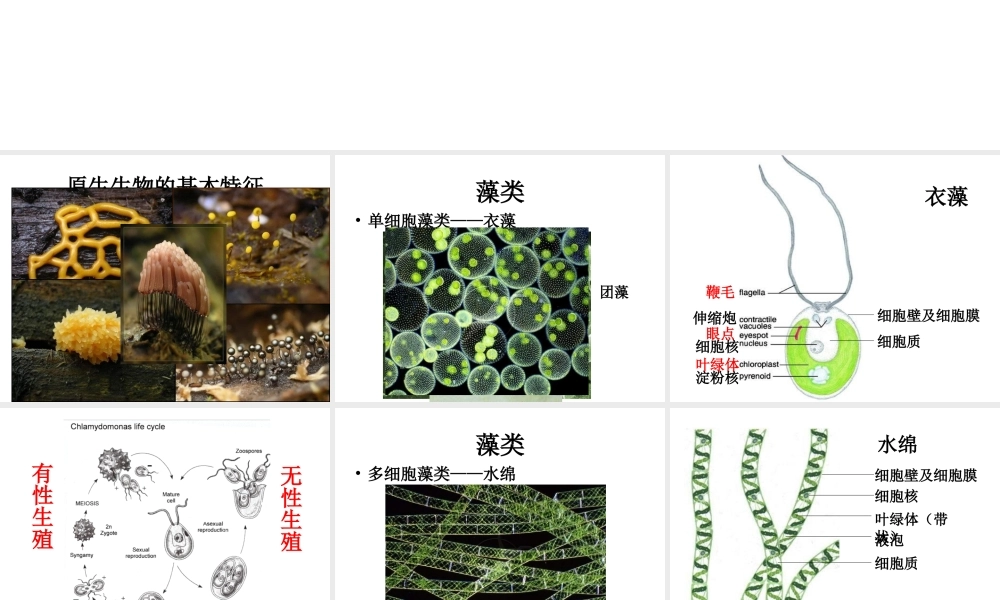八年级生物下册 第22章 第二节 原生生物的主要类群课件3 （新版）北师大版