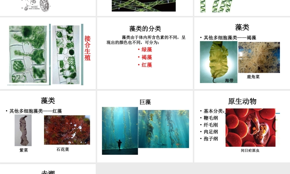 八年级生物下册 第22章 第二节 原生生物的主要类群课件3 （新版）北师大版