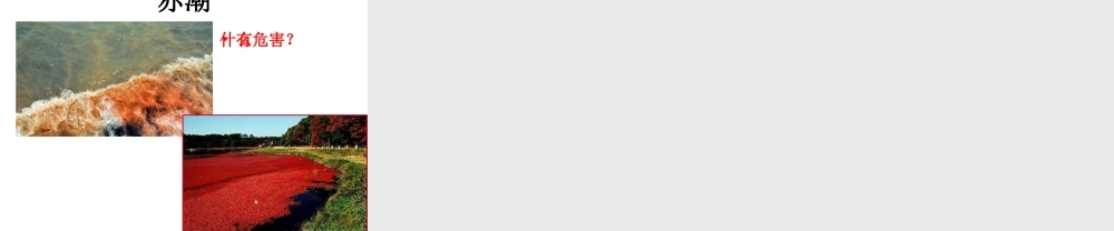 八年级生物下册 第22章 第二节 原生生物的主要类群课件3 （新版）北师大版