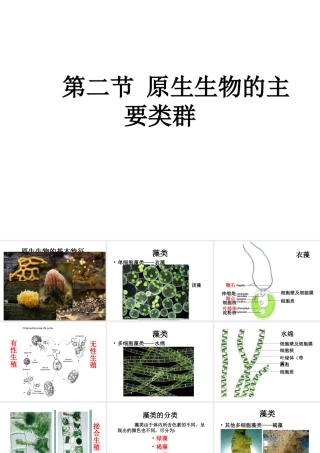 八年级生物下册 第22章 第二节 原生生物的主要类群课件3 （新版）北师大版