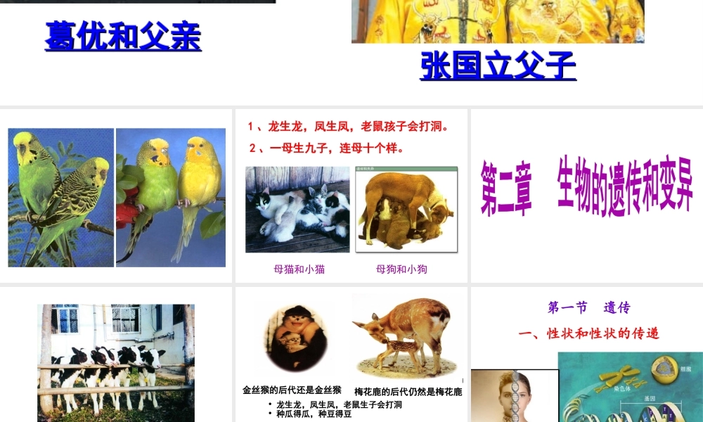 八年级生物下册 第6单元 第2章 第1节 遗传 性状和性状的传递课件 （新版）冀教版-（新版）冀教版初中八年级下册生物课件