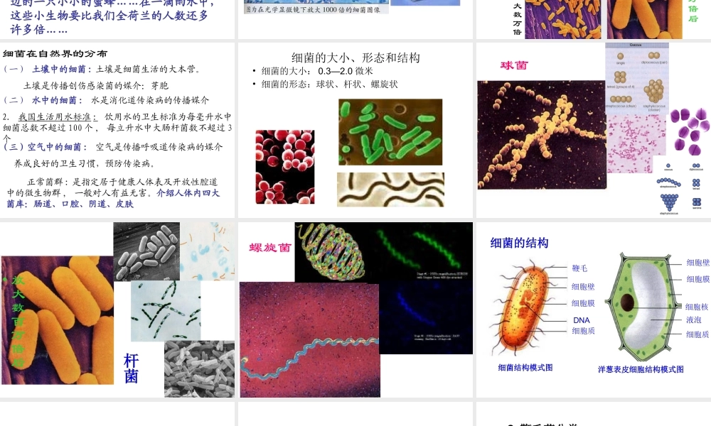 八年级生物下册 第22章 第二节 原生生物的主要类群课件4 （新版）北师大版