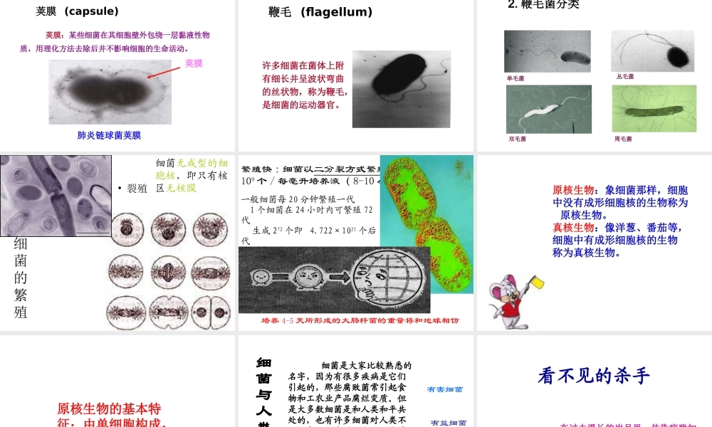 八年级生物下册 第22章 第二节 原生生物的主要类群课件4 （新版）北师大版