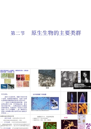 八年级生物下册 第22章 第二节 原生生物的主要类群课件4 （新版）北师大版