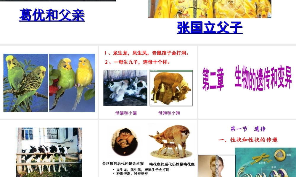 八年级生物下册 第6单元 第2章 第1节 遗传 性状和性状的传递课件 （新版）冀教版-（新版）冀教级下册生物课件