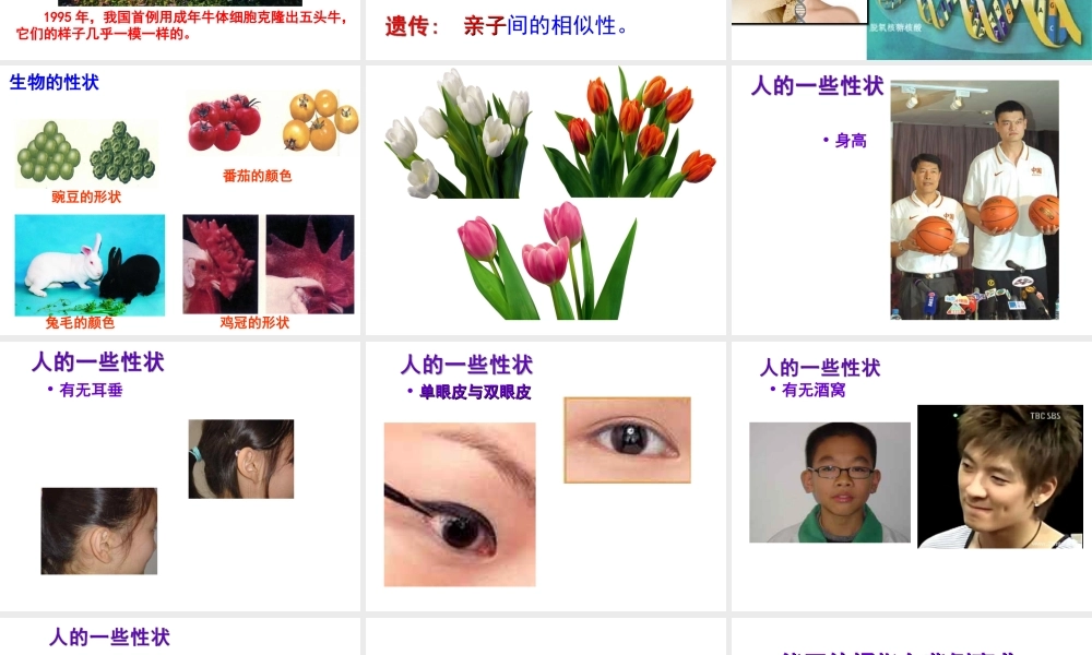 八年级生物下册 第6单元 第2章 第1节 遗传 性状和性状的传递课件 （新版）冀教版-（新版）冀教级下册生物课件