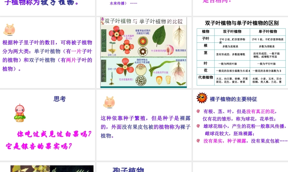 八年级生物下册 第22章 第三节 植物的主要类群课件 北师大版