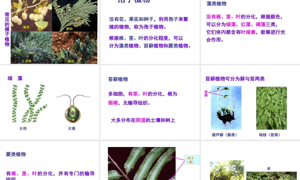 八年级生物下册 第22章 第三节 植物的主要类群课件 北师大版
