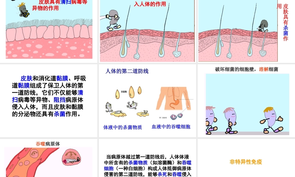 八年级生物下册 第8单元 健康地生活 第24章 第1节《人体的免疫防线》课件 （新版）苏科版-（新版）苏科级下册生物课件