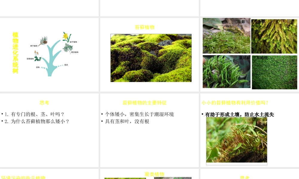 八年级生物下册 第22章 第三节 植物的主要类群课件1 （新版）北师大版