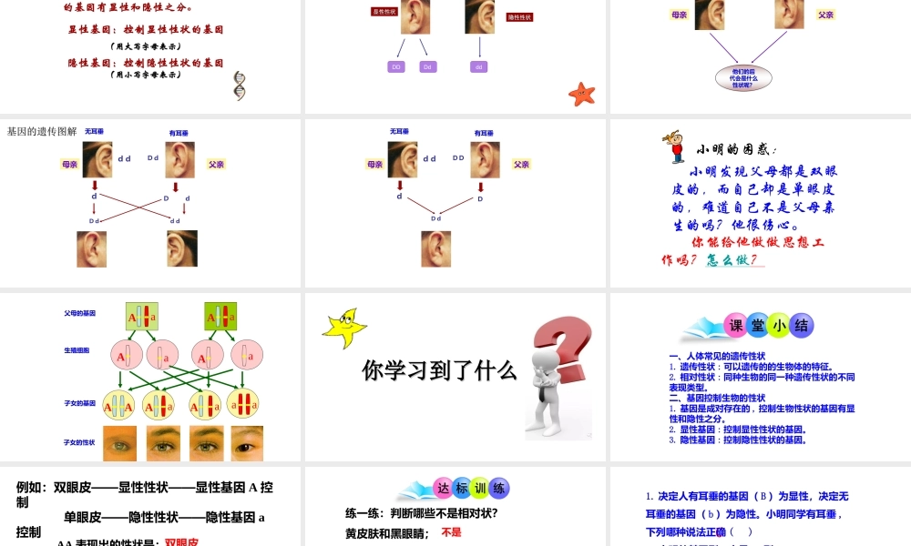 八年级生物下册 第八单元 生物的生殖、发育与遗传 第二十二章 生物的遗传和变异 第二节 人的性状和遗传课件2（新版）苏教版-（新版）苏教级下册生物课件