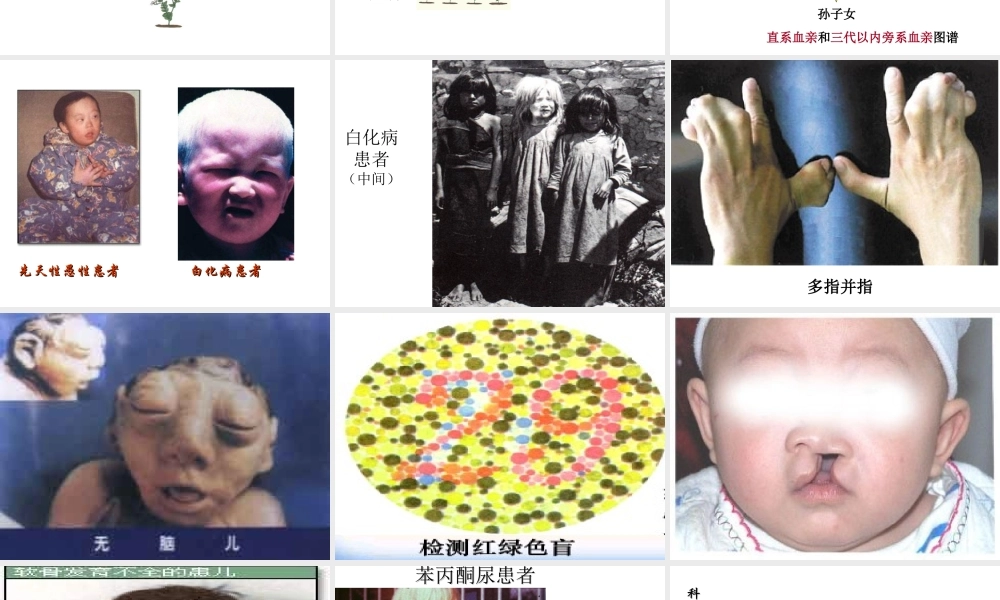 八年级生物下册 第八单元 生物的生殖、发育与遗传 第二十二章 生物的遗传和变异 第二节 人的性状和遗传课件3（新版）苏教版-（新版）苏教版初中八年级下册生物课件