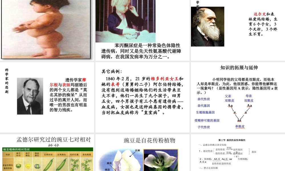 八年级生物下册 第八单元 生物的生殖、发育与遗传 第二十二章 生物的遗传和变异 第二节 人的性状和遗传课件3（新版）苏教版-（新版）苏教版初中八年级下册生物课件