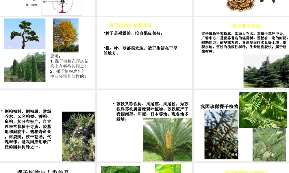 八年级生物下册 第22章 第三节 植物的主要类群课件2 （新版）北师大版