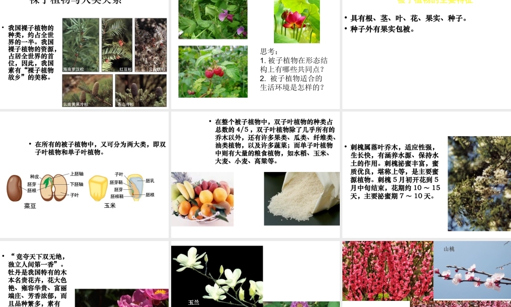 八年级生物下册 第22章 第三节 植物的主要类群课件2 （新版）北师大版
