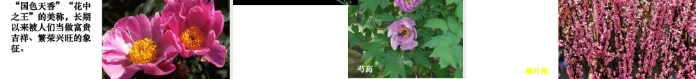 八年级生物下册 第22章 第三节 植物的主要类群课件2 （新版）北师大版