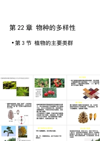 八年级生物下册 第22章 第三节 植物的主要类群课件2 （新版）北师大版