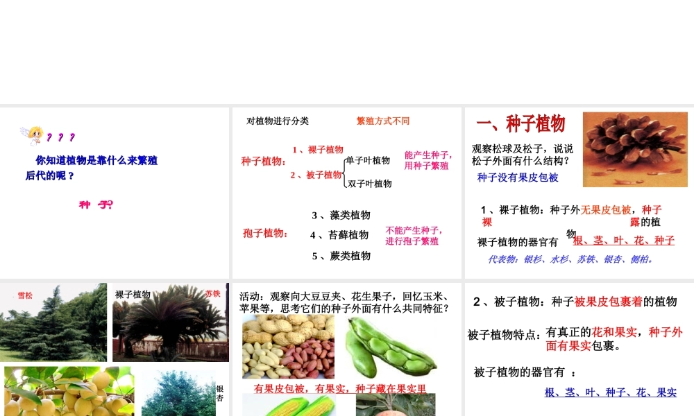 八年级生物下册 第22章 第三节 植物的主要类群课件3 （新版）北师大版