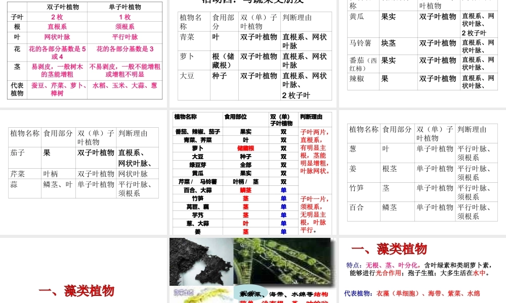 八年级生物下册 第22章 第三节 植物的主要类群课件3 （新版）北师大版