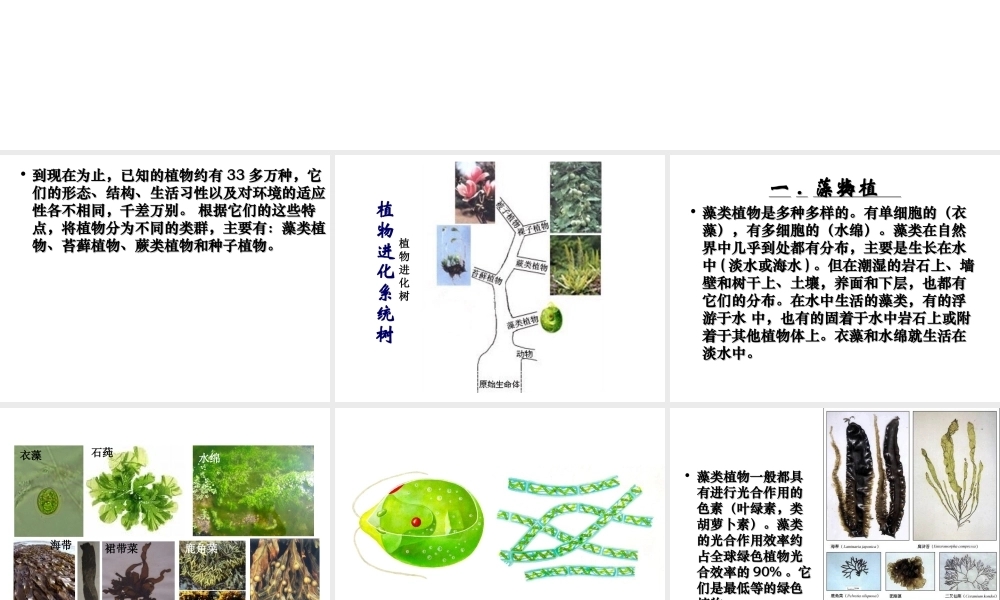 八年级生物下册 第22章 第三节 植物的主要类群课件4 （新版）北师大版
