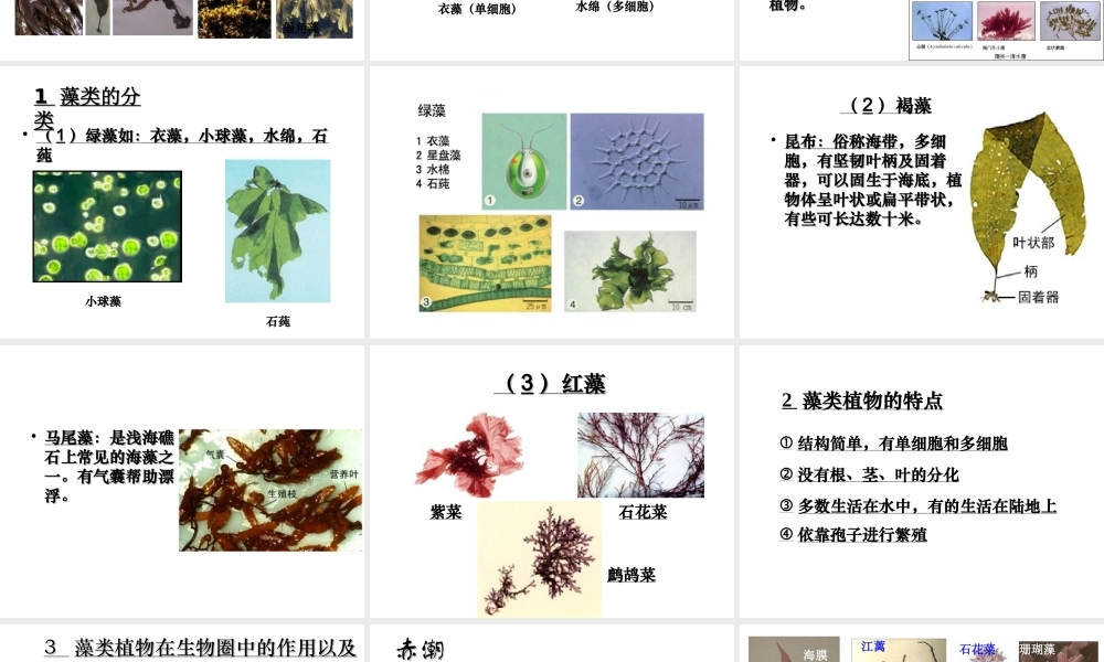 八年级生物下册 第22章 第三节 植物的主要类群课件4 （新版）北师大版
