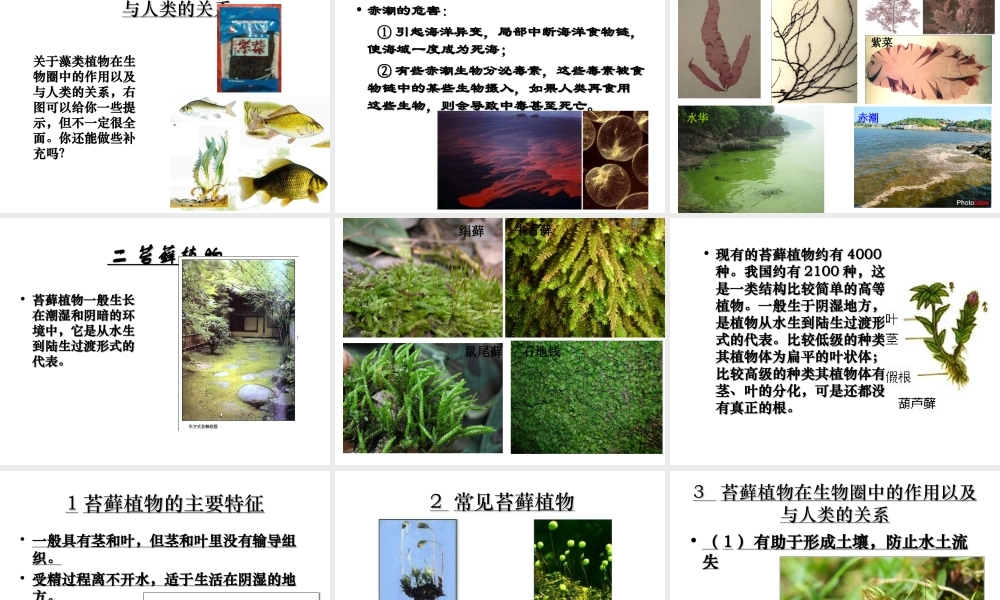 八年级生物下册 第22章 第三节 植物的主要类群课件4 （新版）北师大版