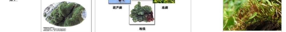 八年级生物下册 第22章 第三节 植物的主要类群课件4 （新版）北师大版