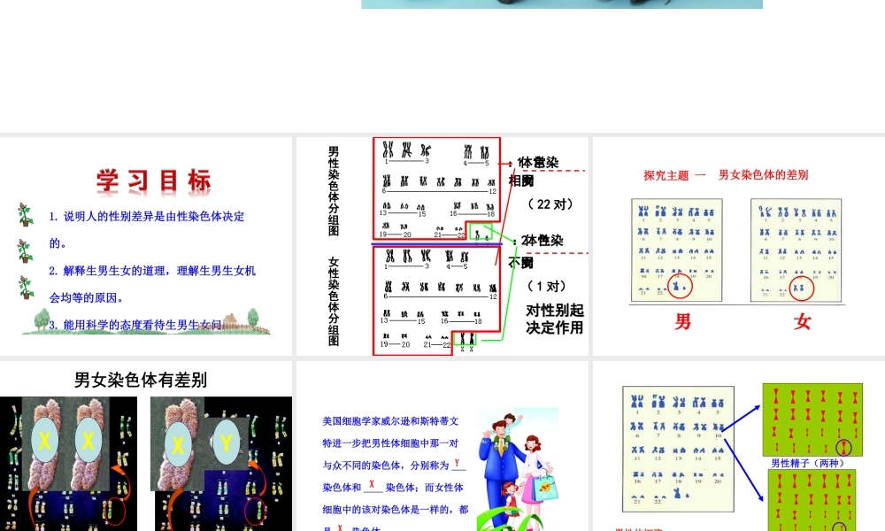 八年级生物下册 第八单元 生物的生殖、发育与遗传 第二十二章 生物的遗传和变异 第三节 人的性别决定课件1（新版）苏教版-（新版）苏教级下册生物课件