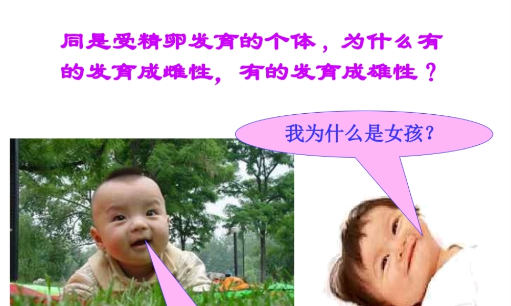 八年级生物下册 第八单元 生物的生殖、发育与遗传 第二十二章 生物的遗传和变异 第三节 人的性别决定课件3（新版）苏教版-（新版）苏教版初中八年级下册生物课件